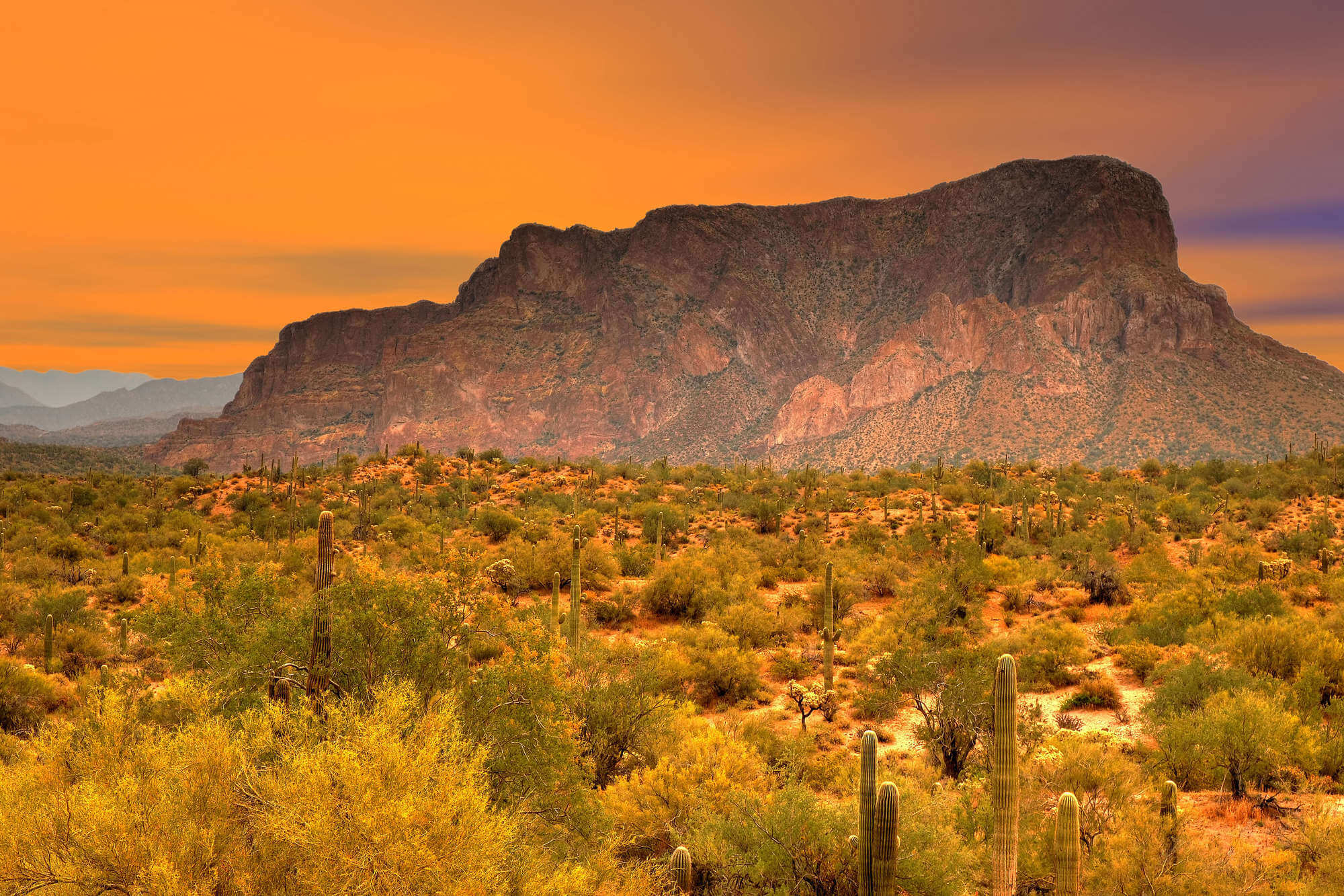 Arizona desert in the spring time